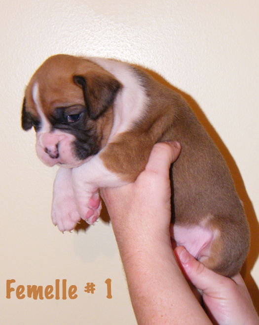 Chiots Boxer "Elevage Derivabo"